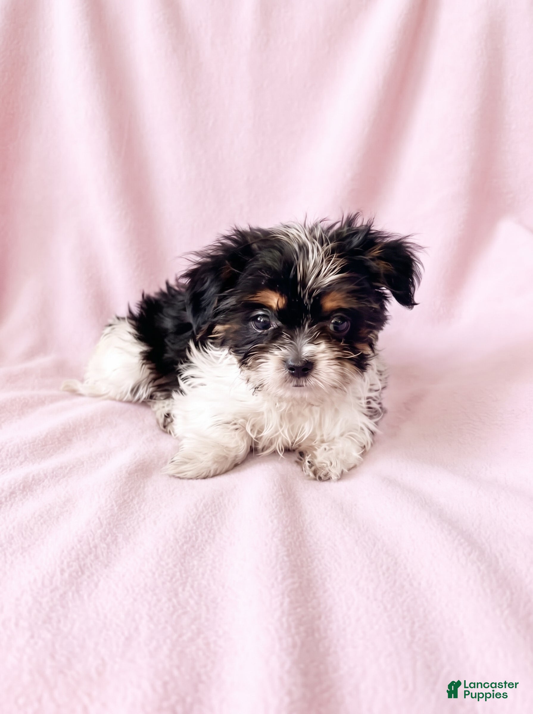 Mixed Breed dogs Sugar - Ad 2