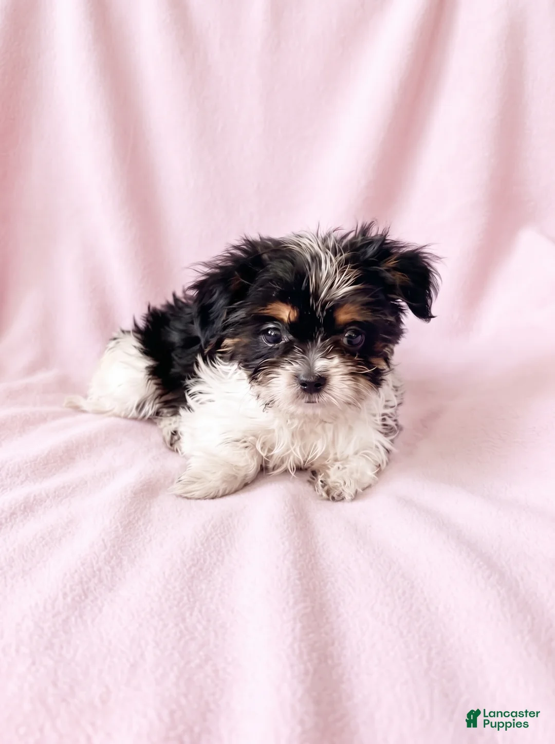 Mixed Breed dogs for sale: Sugar - Ad 2