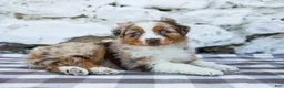 Australian Shepherd dogs for sale: Mindy - Ad 4