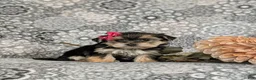 Morkie dogs for sale: Bella 7 lbs Full Grown - Ad 3