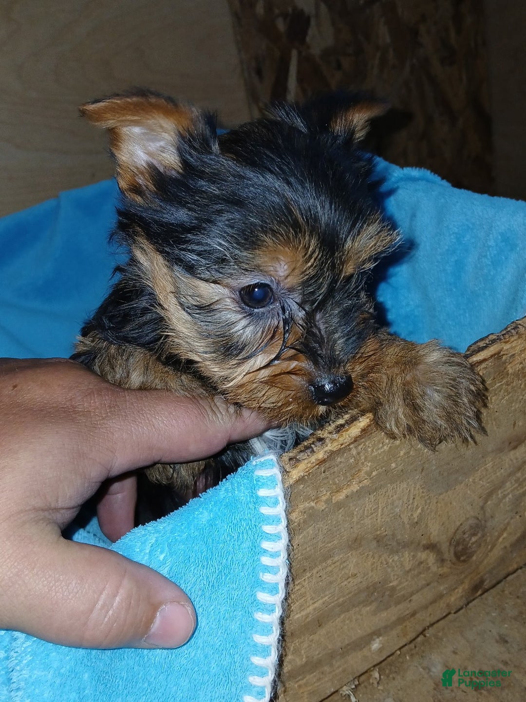 Yorkshire Terrier dogs for sale: Sadie - Ad 3