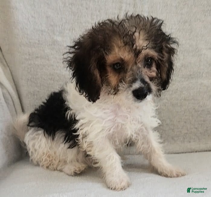 Mixed Breed dogs Teddy - Ad 1