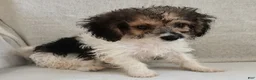 Mixed Breed dogs for sale: Teddy - Ad 1