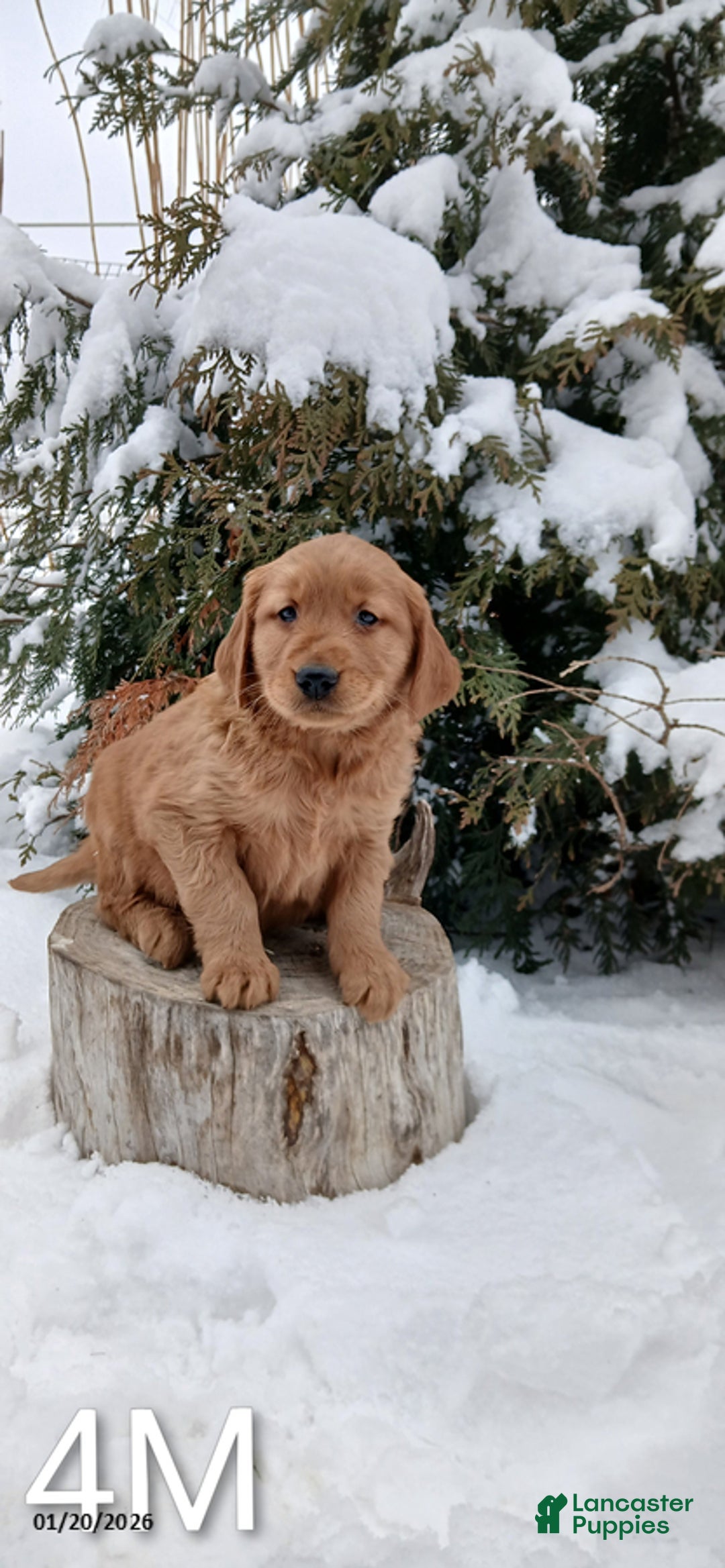 Golden Retriever dogs for sale: Marco - Ad 1