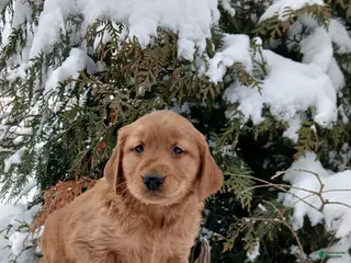 Golden Retriever dogs Marco - Ad 35