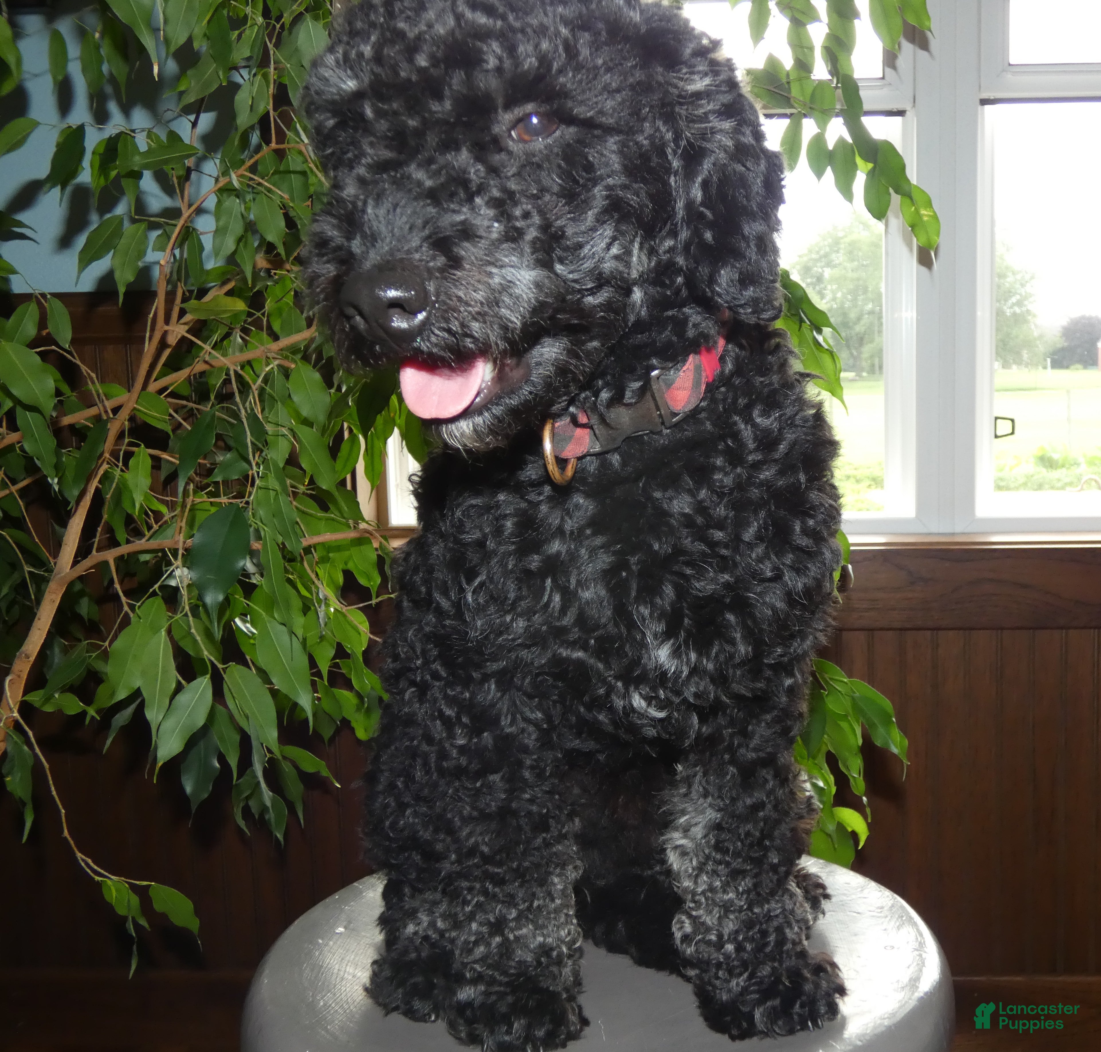Mini Bernedoodle dogs Mini Bernedoodle 1 Cody - Ad 6