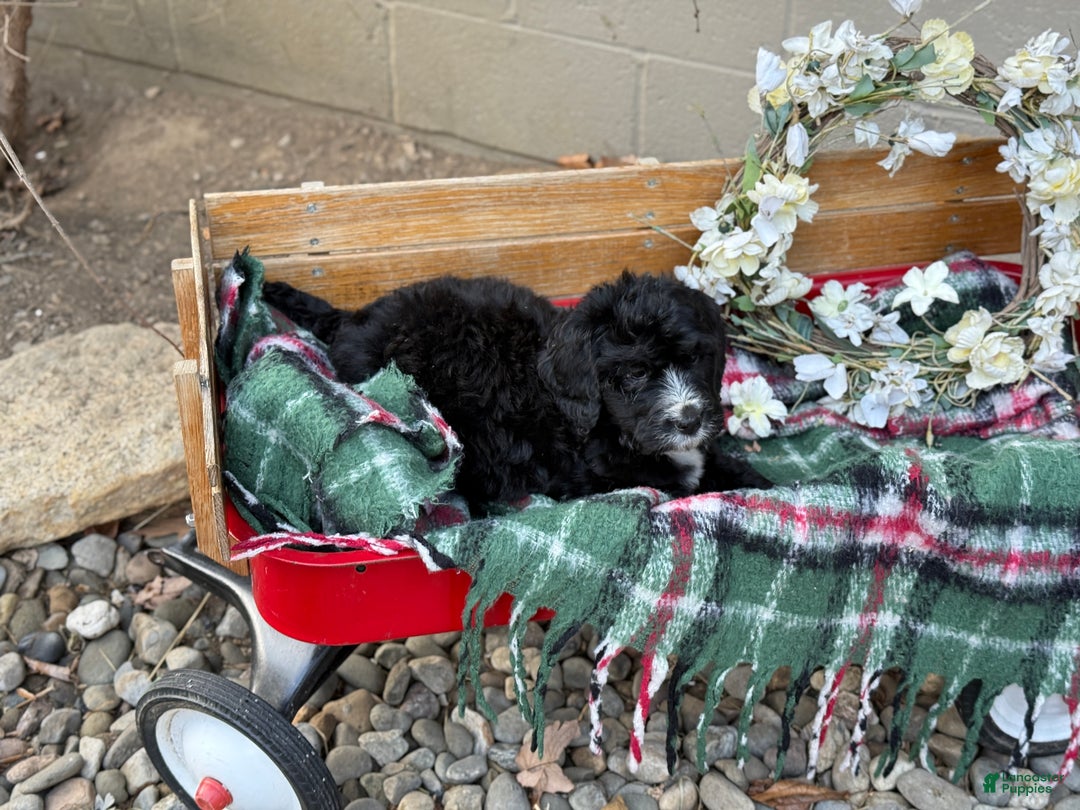 Mixed Breed dogs for sale: Rusty - Ad 6