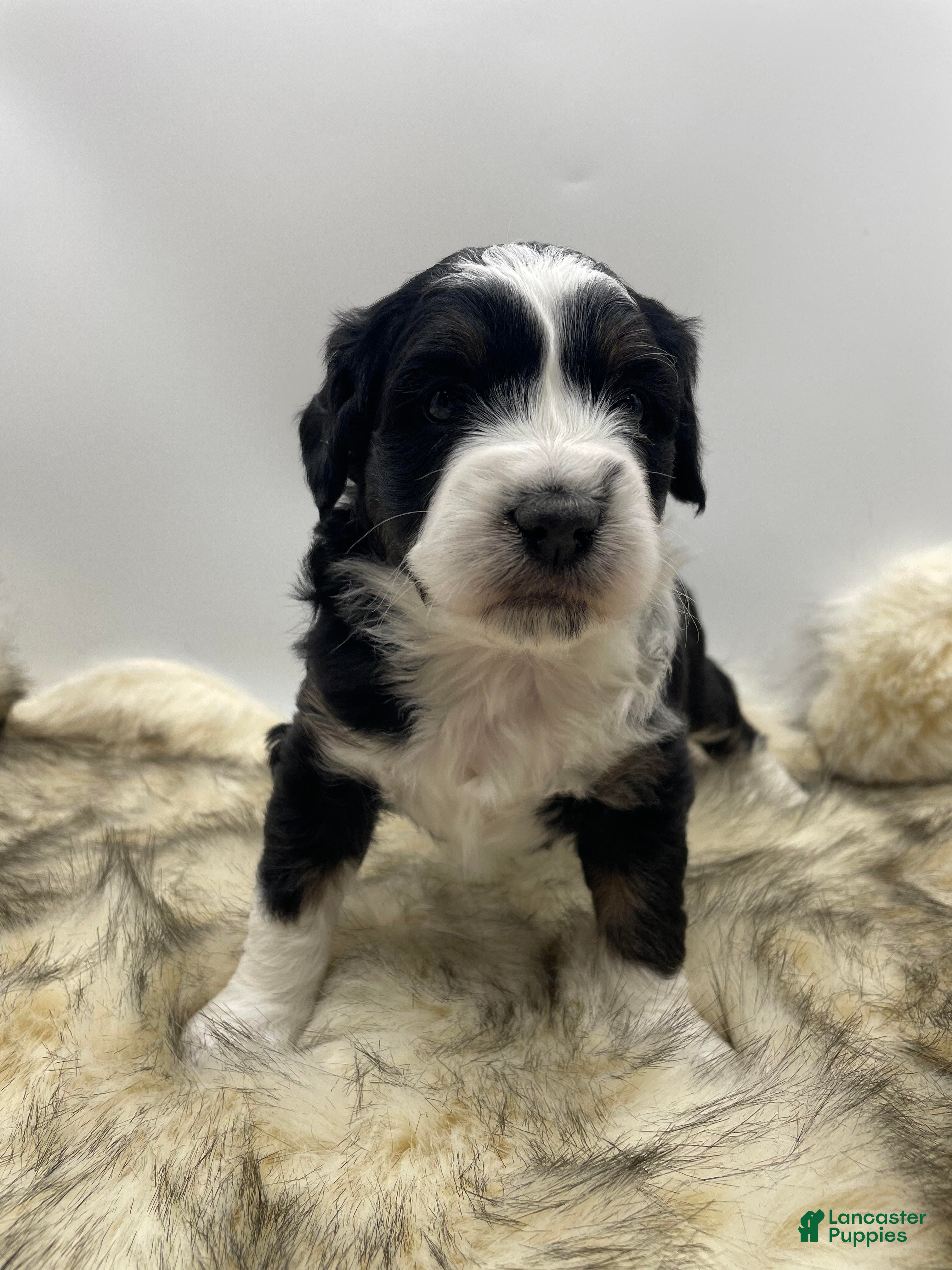 Mini Aussiedoodle dogs Mini Aussiedoodle "Joy" - Ad 7