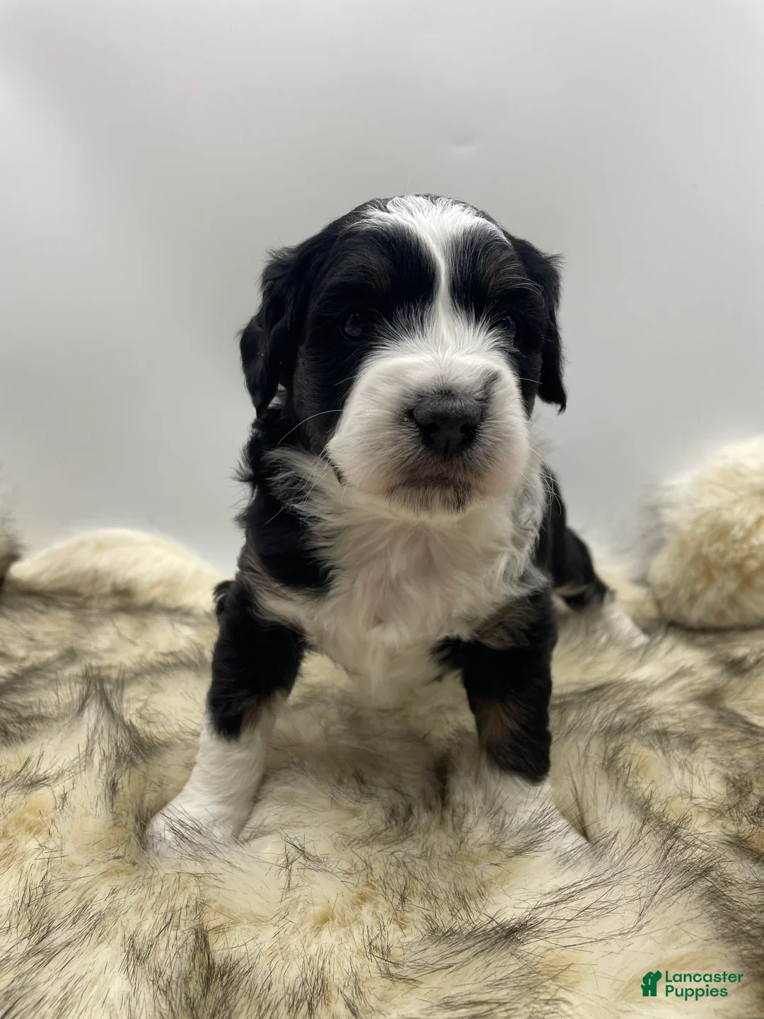 Mini Aussiedoodle dogs for sale: Mini Aussiedoodle "Joy" - Ad 1