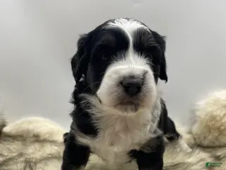 Mini Aussiedoodle dogs Mini Aussiedoodle "Joy" - Ad 9