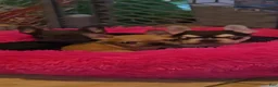 French Bulldog dogs for sale: French Bulldog 3 - Ad 3