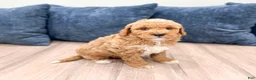 Mini Goldendoodle dogs for sale: Finn - Ad 7