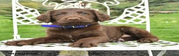 Labradoodle dogs for sale: Daisy - Ad 2