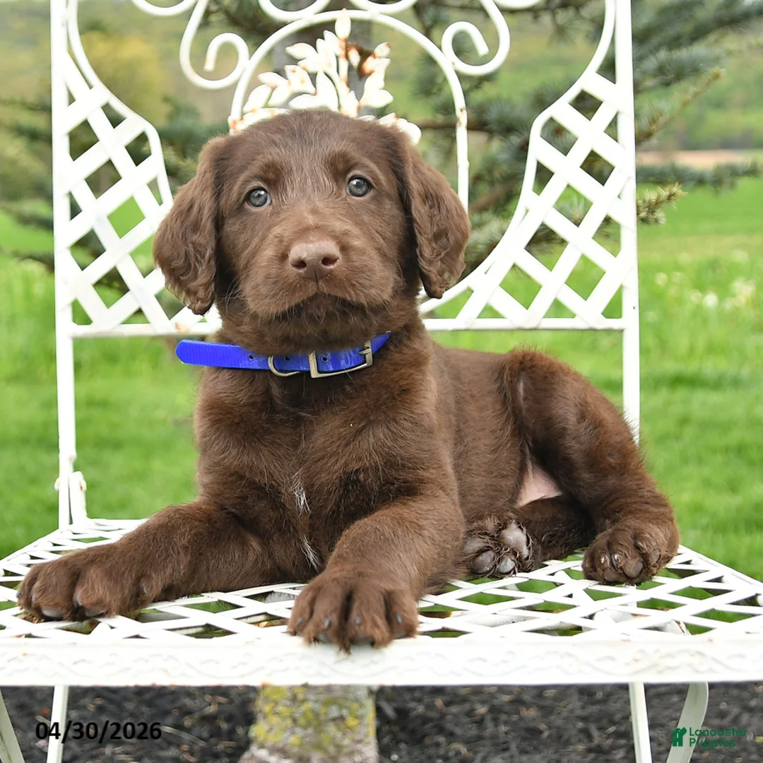 Labradoodle dogs for sale: Daisy - Ad 2