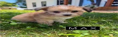 Max