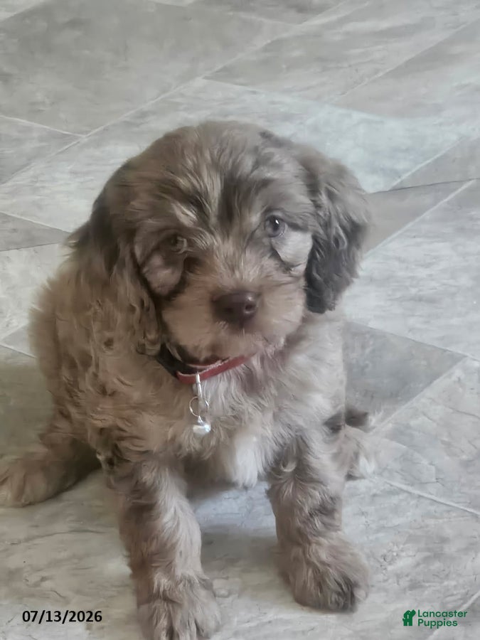 Cavapoo dogs Graham - Ad 2