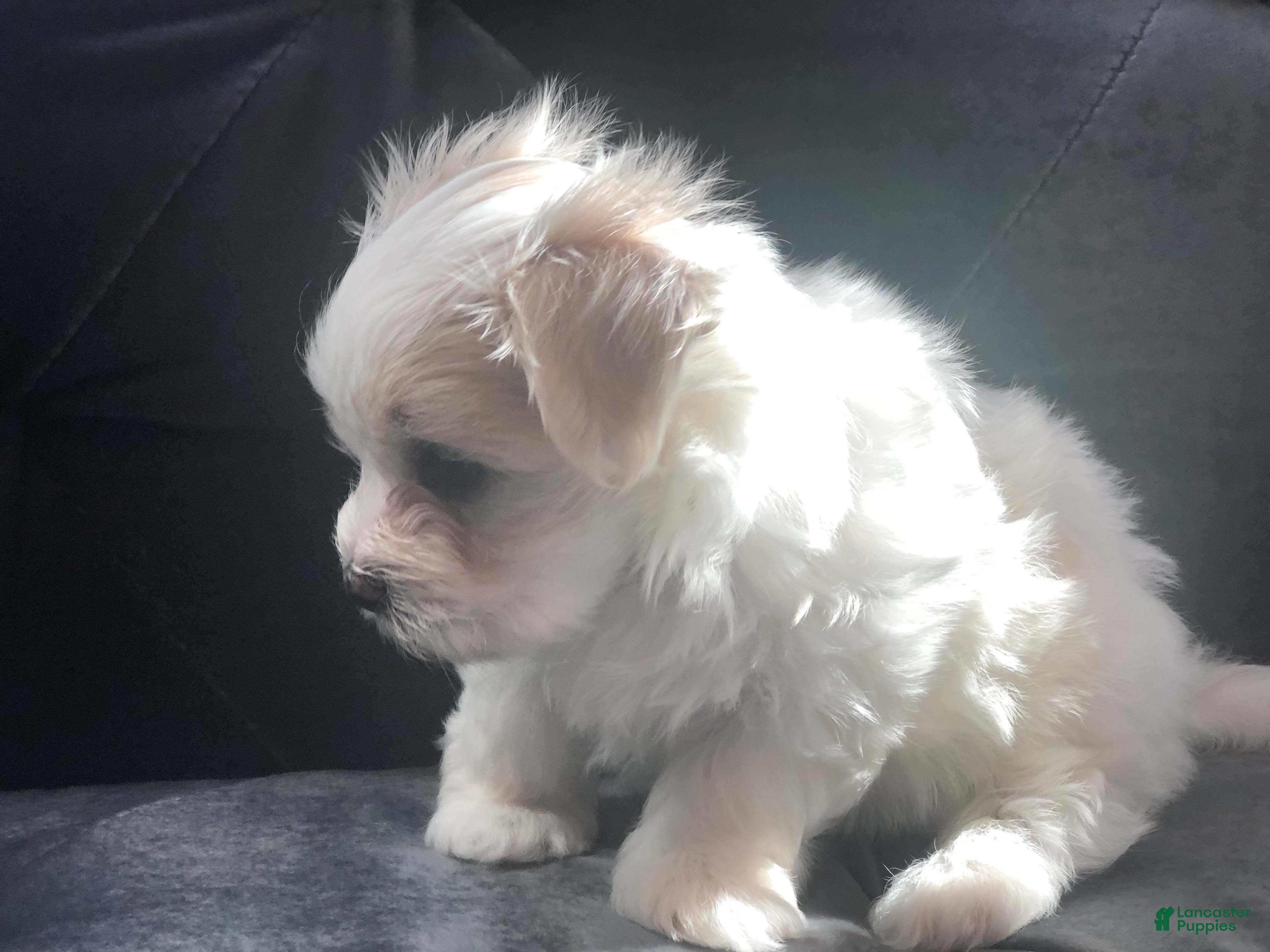 Maltese dogs Tobi - Ad 2