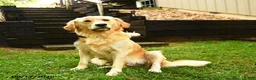 Golden Retriever dogs for sale: Hazelnut - Ad 4