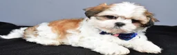 Shih Tzu dogs for sale: Manny - Ad 1
