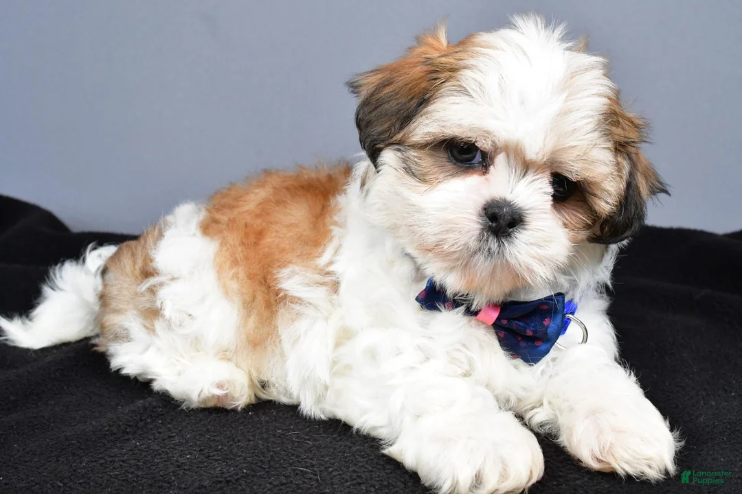 Shih Tzu dogs for sale: Manny - Ad 1
