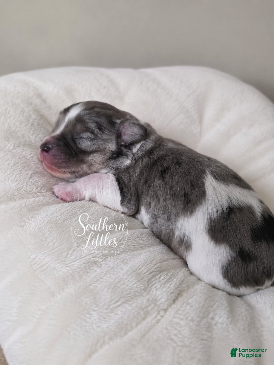 Miniature Schnauzer dogs Thumper - Ad 1