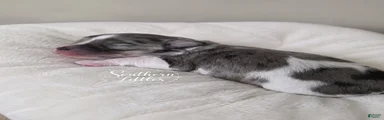 Thumper