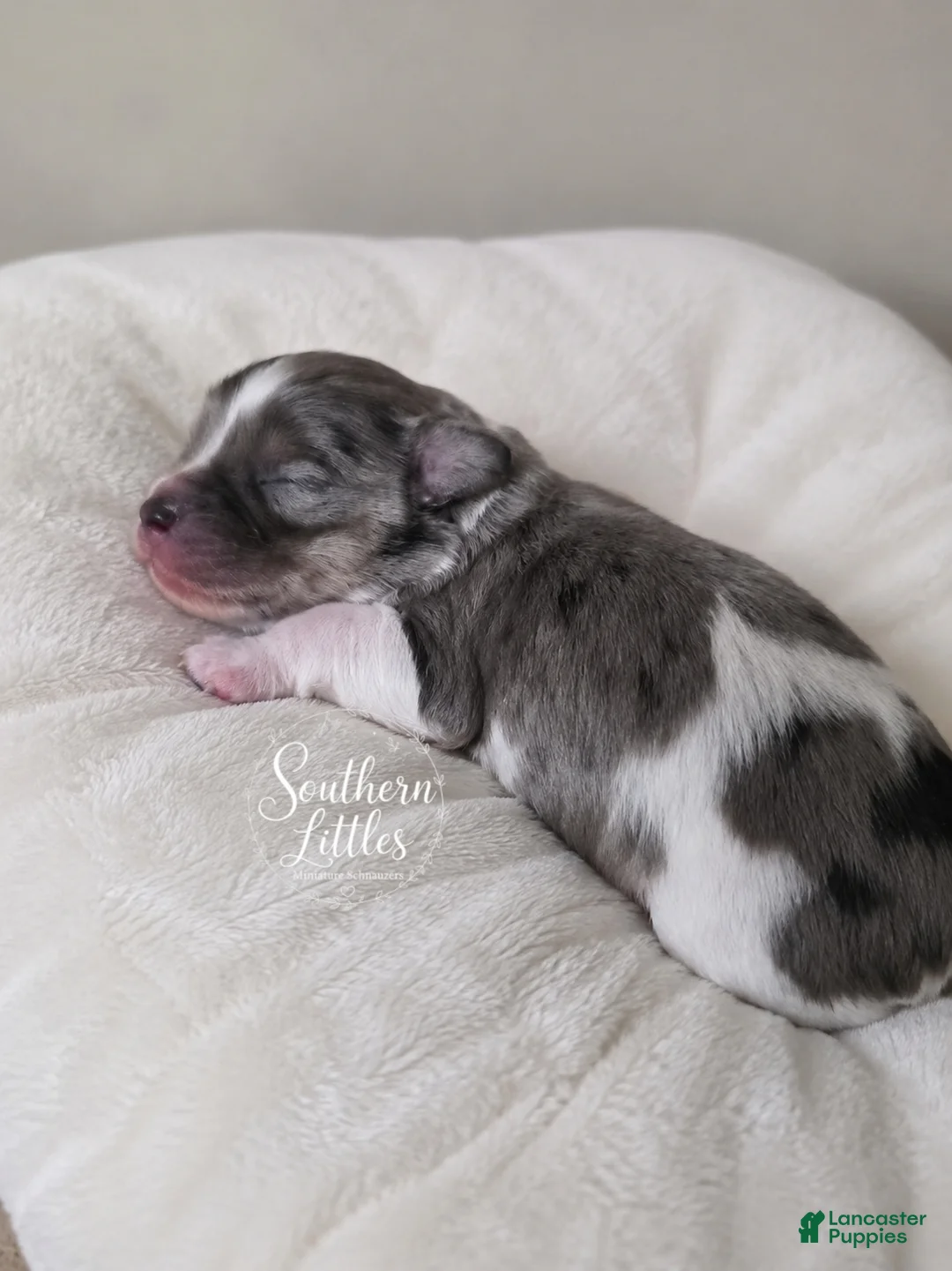 Miniature Schnauzer dogs for sale: Thumper - Ad 1