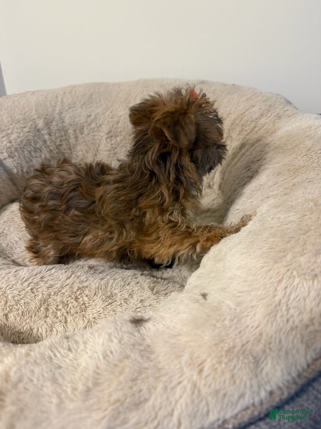 Morkie dogs for sale: Emma  - Ad 2