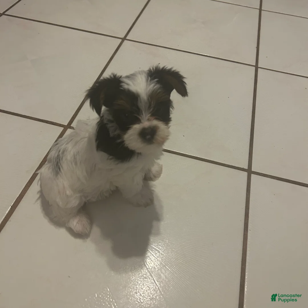 Yorkshire Terrier dogs for sale: Yorkshire Terrier Puppy 3 - Ad 2