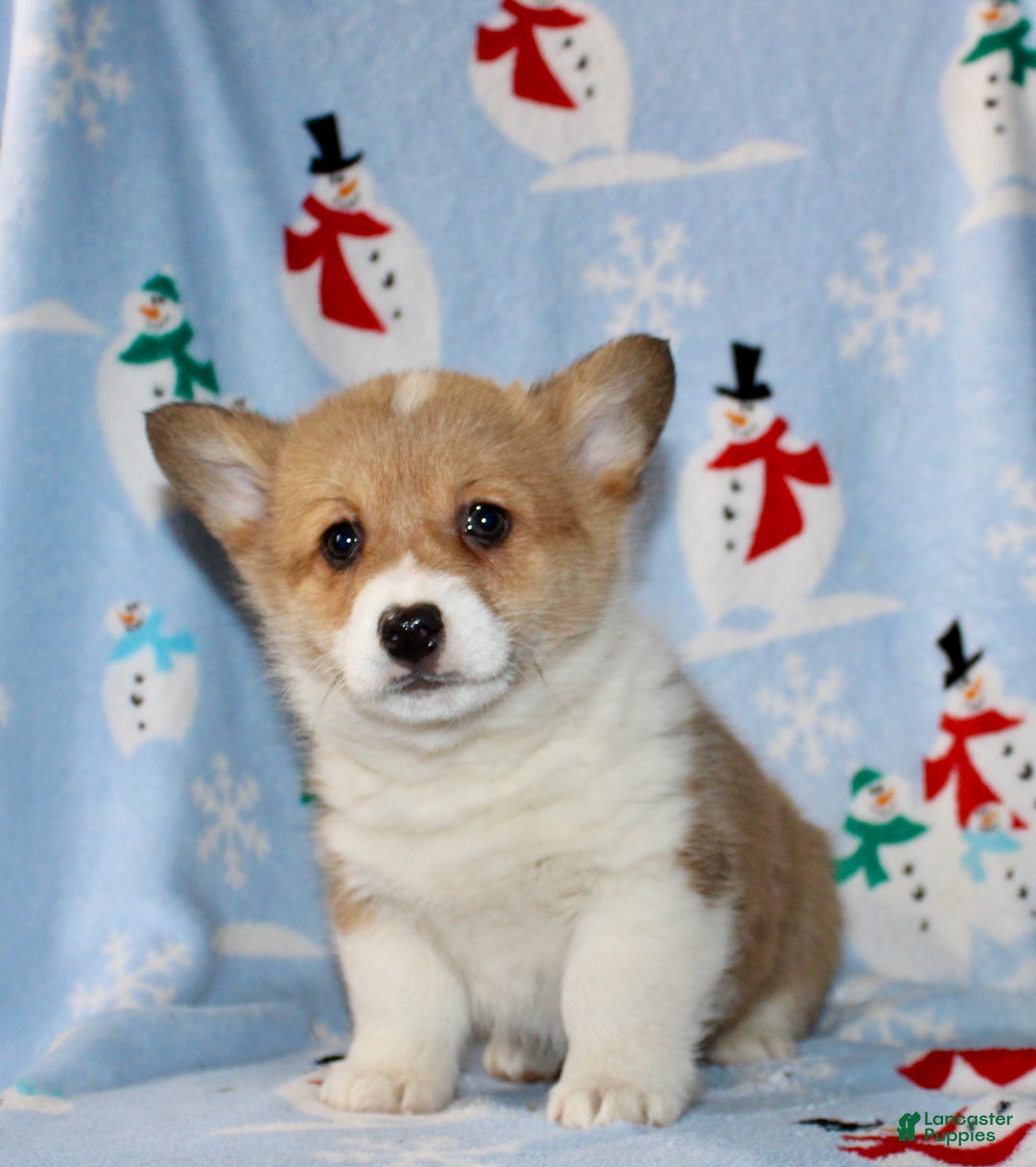 Welsh Corgi Pembroke dogs for sale: Ajax - Ad 2