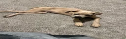 Cane Corso dogs for sale: Cane Corso 1 - Ad 1