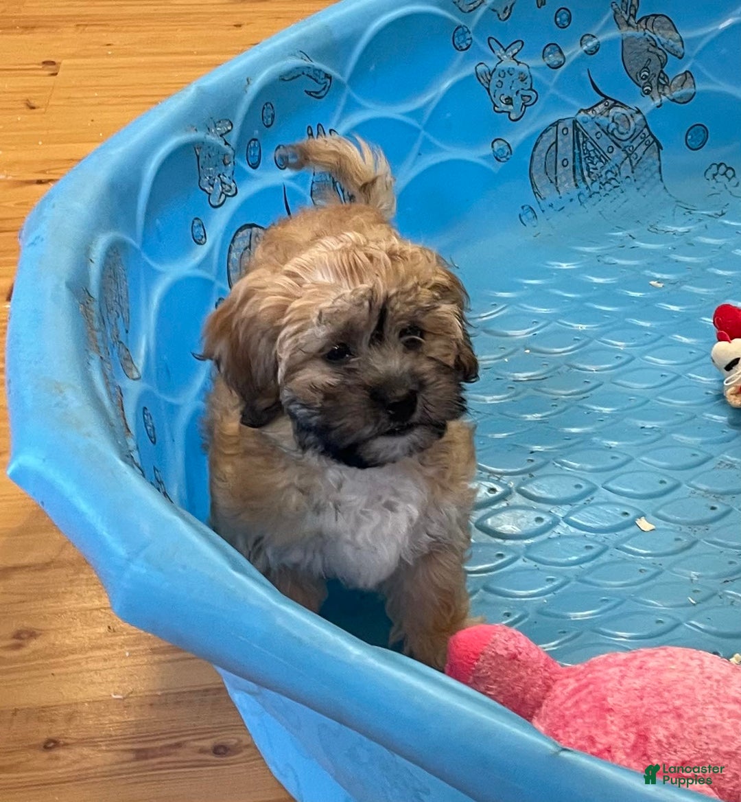 Teddy Bear dogs for sale: Sammy - Ad 13