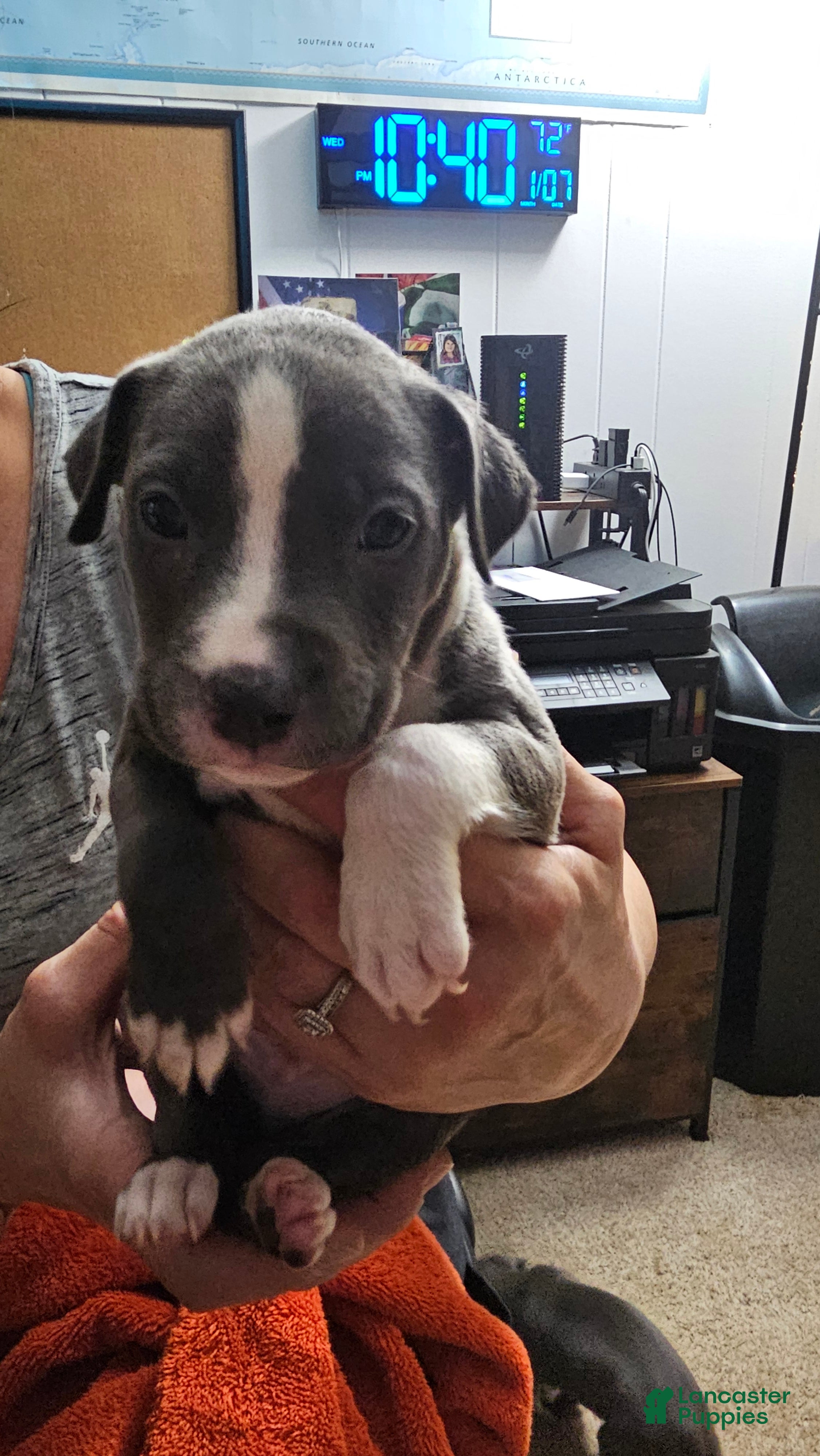 American Pit Bull Terrier dogs Blue Nose Pitbul Loki - Ad 37