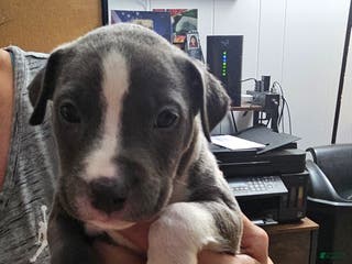 American Pit Bull Terrier dogs Blue Nose Pitbul Loki - Ad 37