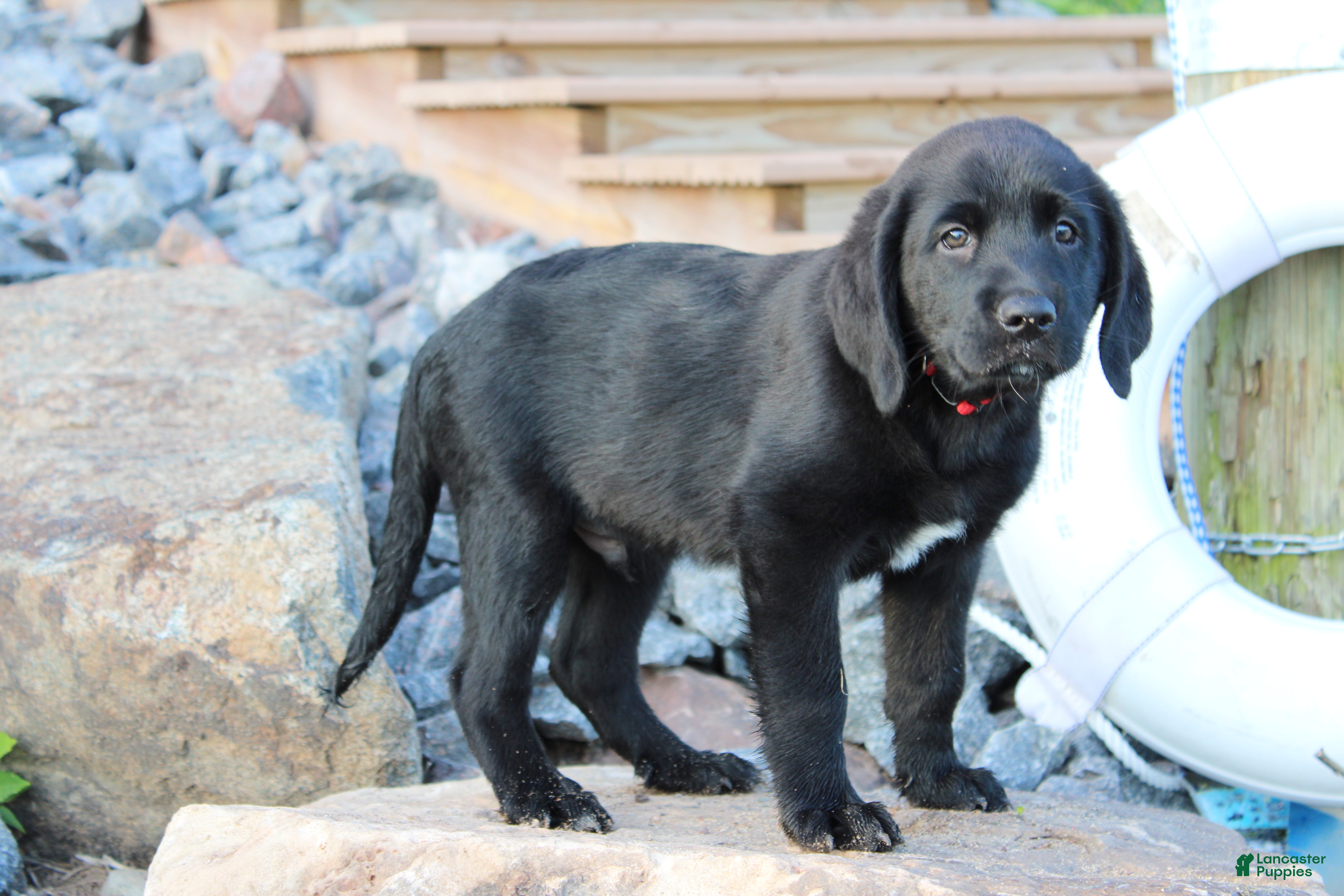 Labrador Retriever dogs Milo - Ad 2