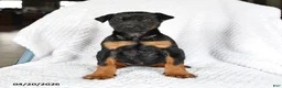 Doberman Pinscher dogs for sale: Sparky - Ad 5