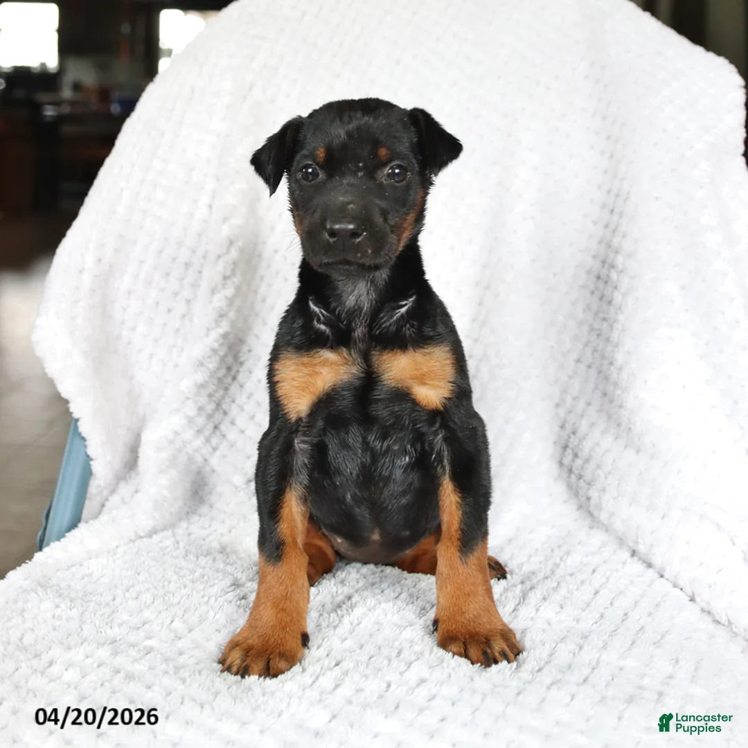 Doberman Pinscher dogs for sale: Sparky - Ad 5