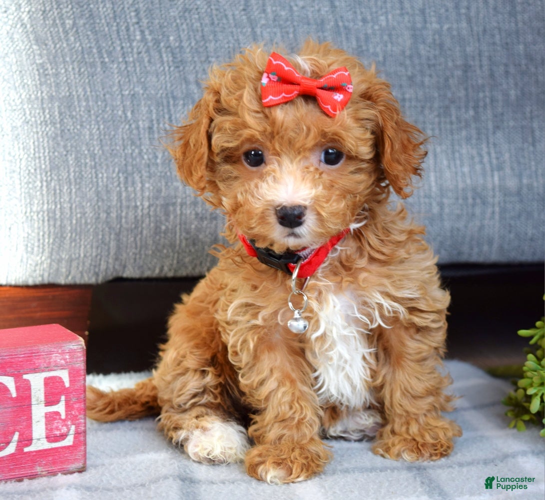 Maltipoo dogs Fargo - Ad 13