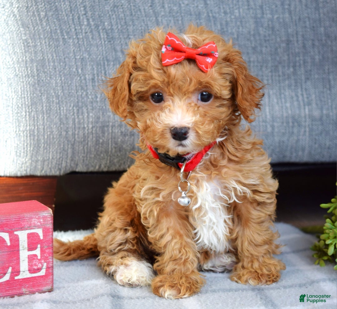 Maltipoo dogs for sale: Fargo - Ad 1