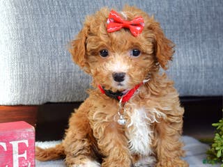 Maltipoo dogs Fargo - Ad 27