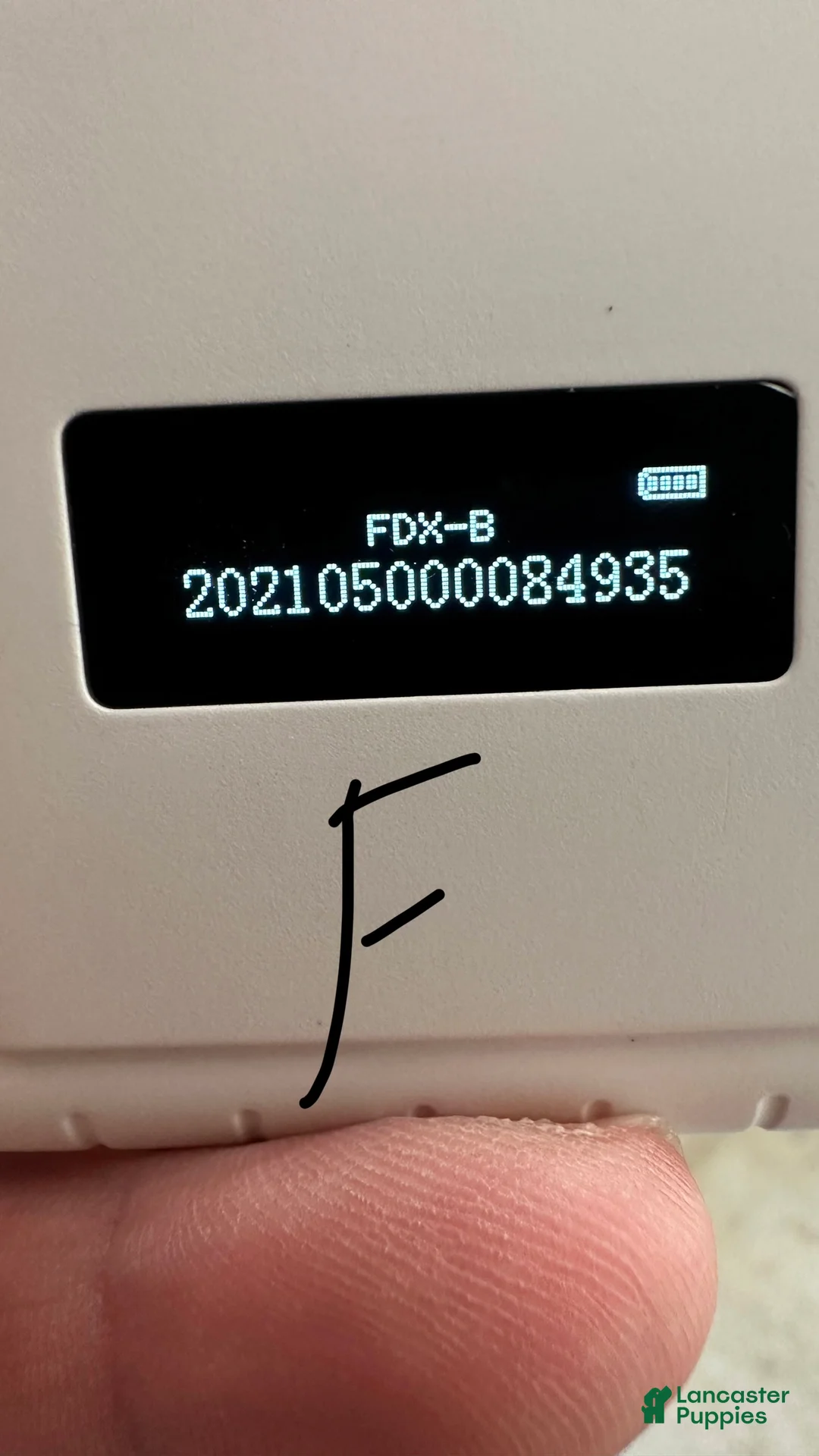 Cavapoo dogs for sale: Girl Dotty - 4936 - Ad 17