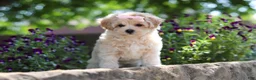 Maltipoo dogs for sale: Penny - Ad 10