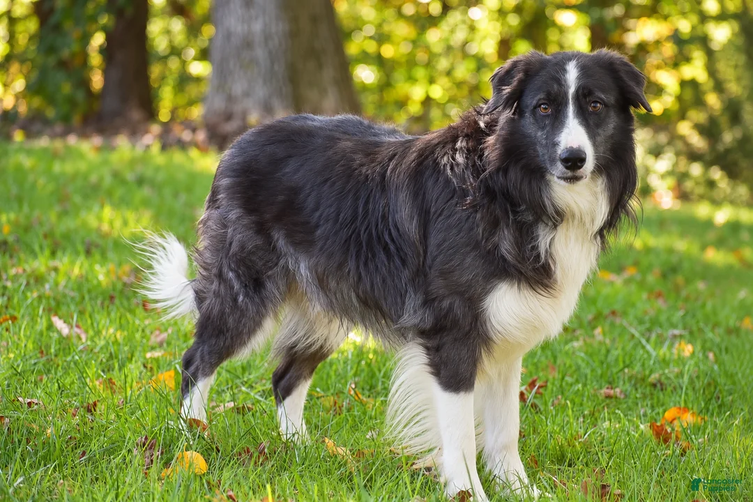Border Collie dogs for sale: Truffle - Ad 1