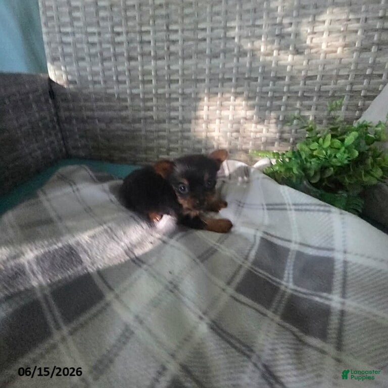 Yorkshire Terrier dogs Barbie - Ad 1