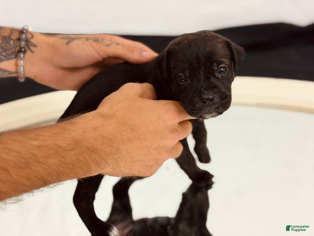 Cane Corso dogs for sale: Artemis  - Ad 2