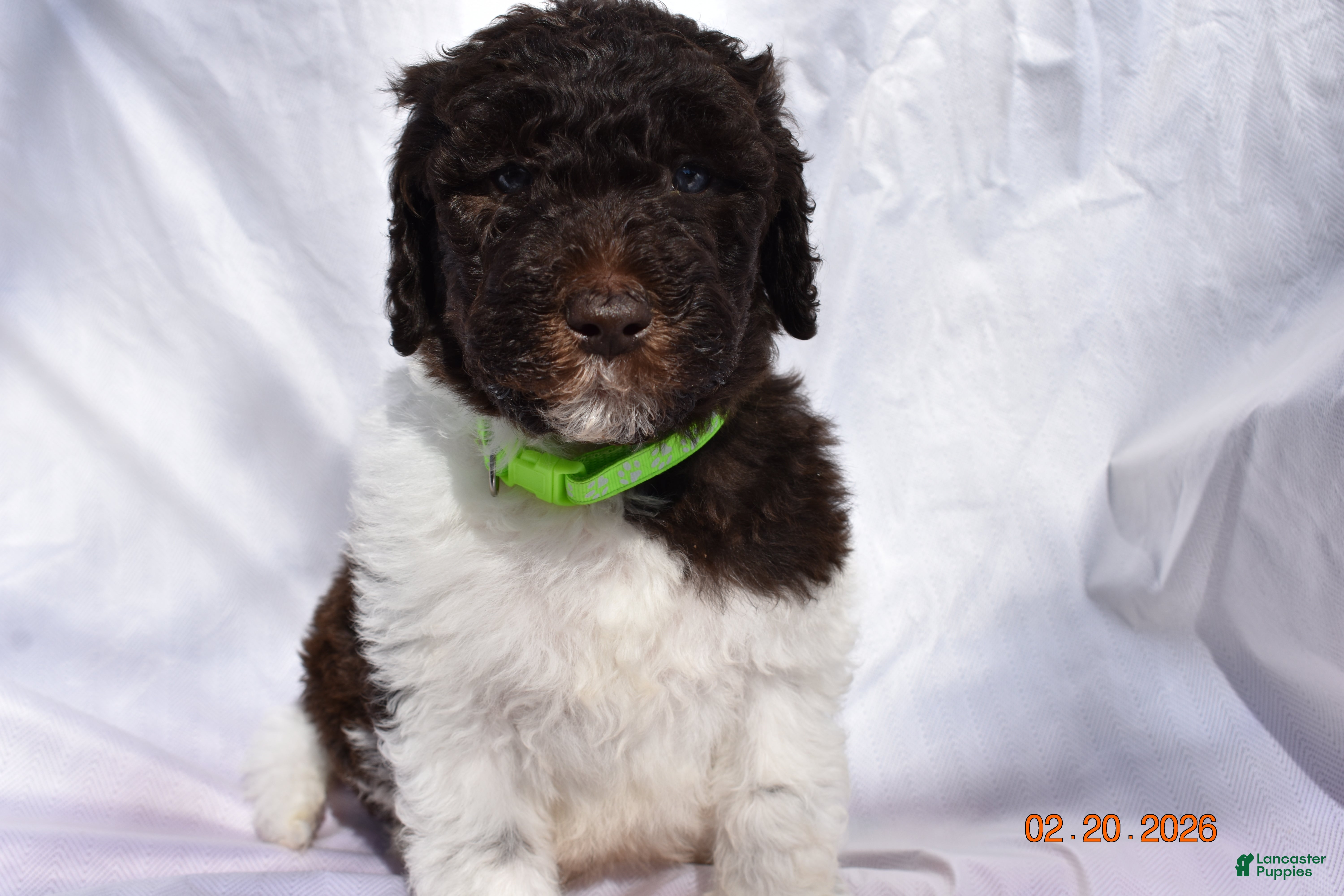 Newfypoo dogs Light Green - Ad 1