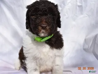 Newfypoo dogs for sale: Light Green - Ad 1