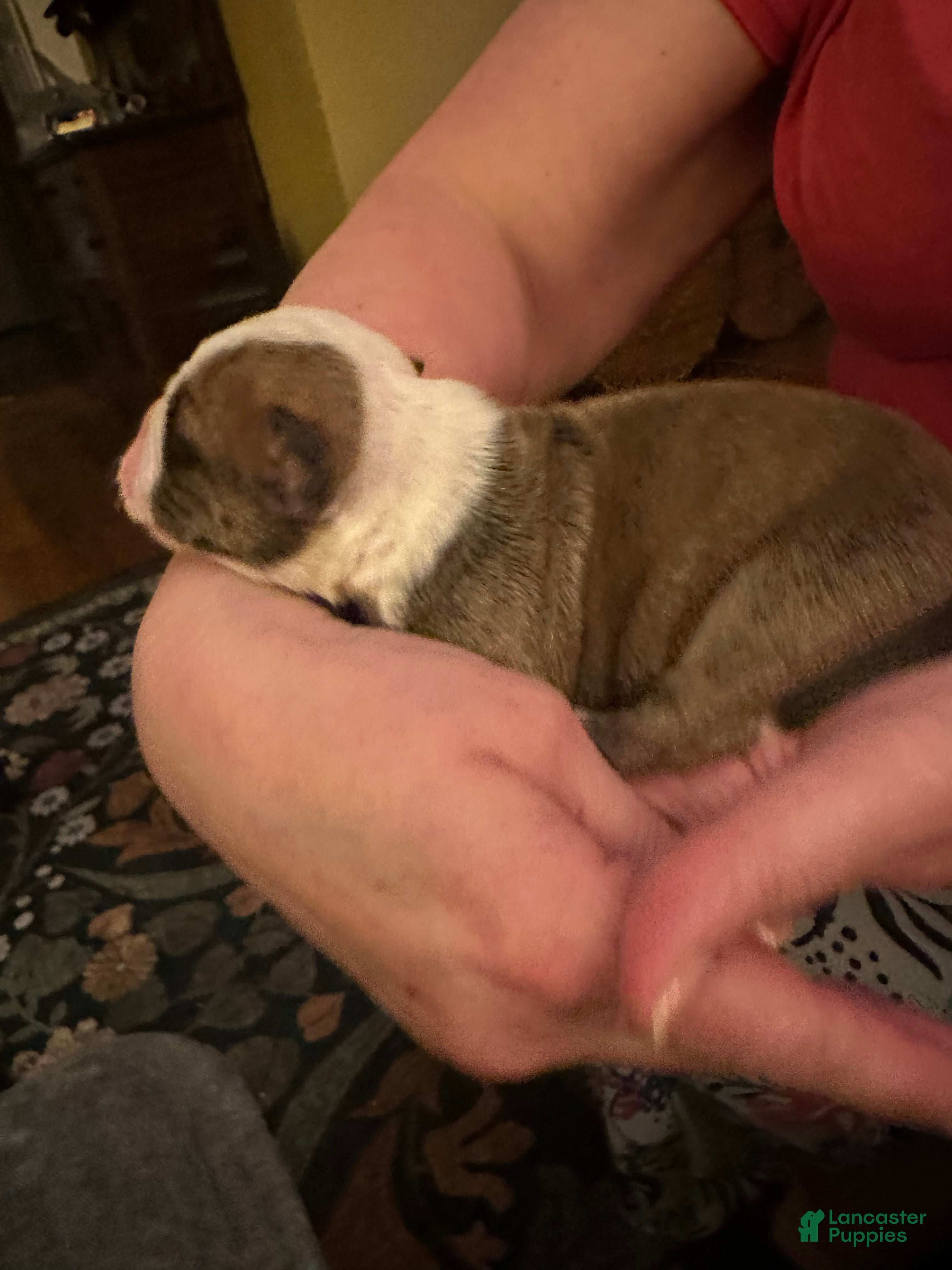 Mixed Breed dogs English Bulldog Puppy 10 - Ad 31