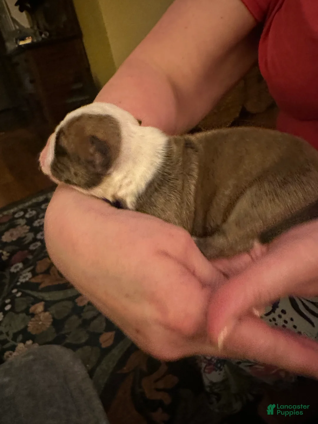 Mixed Breed dogs for sale: English Bulldog Puppy 10 - Ad 1