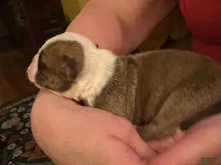 Mixed Breed dogs English Bulldog Puppy 10 - Ad 31